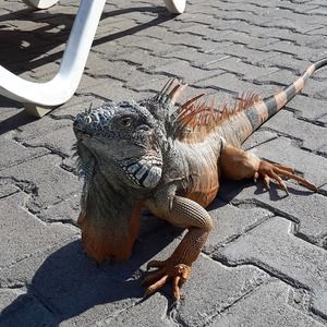 Meet your Posher, Laurie-jo n joe